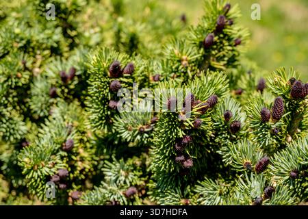 Multiple Black Pine Cones Grow On Branches of Pine Tree in Rocky Mountain National Park Stock Photo