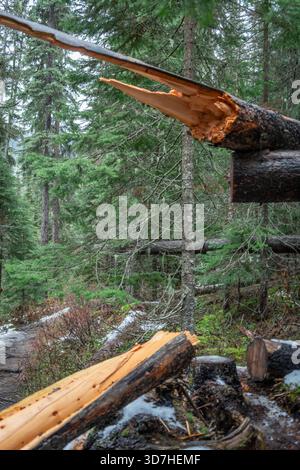 Fallen tree trunk in a lush forest environment after a winter storm. Emerald Lake, BC Stock Photo