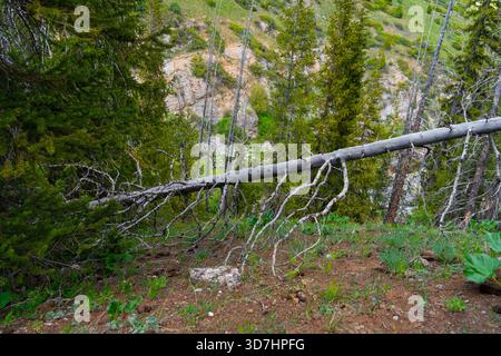 A large fallen tree trunk with exposed white roots lying across the forest floor in a steep, bright green coniferous mountain wood. Stock Photo
