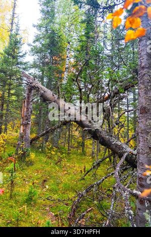 A dramatic scene in a dense mixed forest showing a large tree trunk broken and fallen across the path, surrounded by yellow and green autumn foliage. Stock Photo