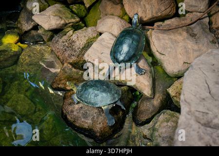 Two turtles resting on rocks near pond, basking in nature's peaceful embrace. Hamilton, ON Stock Photo