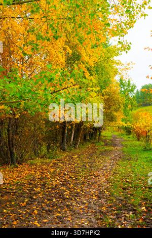 A muddy dirt path covered in fallen leaves winds through a dense forest with trees displaying bright yellow and green autumn colors Stock Photo