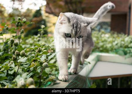 A domestic cat walks carefully on the edge of a railing, looking down. Hamilton, ON Stock Photo