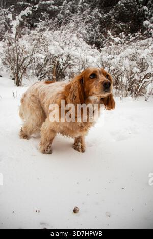 brown and tan Spaniel-type dog stands attentively in deep fresh snow, with a dense background of snow-covered winter bushes and trees Stock Photo