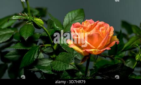 Beautiful blooming orange and yellow striped rose alongside a developing bud and glossy dark green leaves, all covered in tiny water droplets after a Stock Photo
