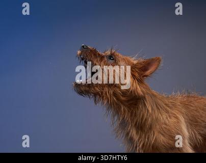 An expressive Australian Terrier barks with its mouth wide open against a dark blue background. The dynamic motion is captured perfectly in a side Stock Photo