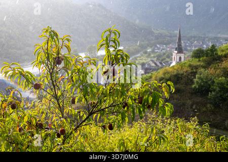 Red german wine peaches, harvest time in Calmont region on Moselle river valley, peaches trees growing on vineyards in Germany Stock Photo