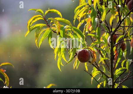 Red german wine peaches, harvest time in Calmont region on Moselle river valley, peaches trees growing on vineyards in Germany Stock Photo