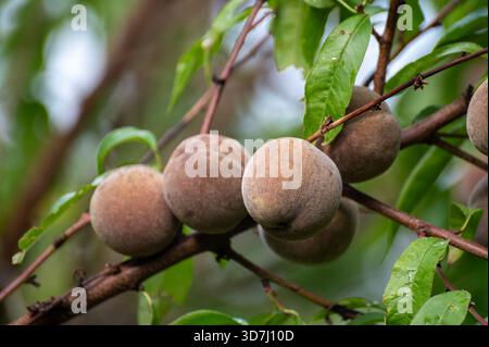 Red german wine peaches, harvest time in Calmont region on Moselle river valley, peaches trees growing on vineyards in Germany Stock Photo