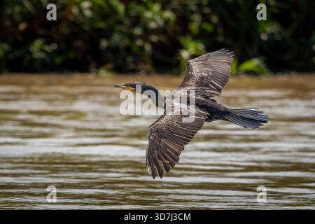 Neotropic Cormorant, Phalacrocorax brasilianus, Flying over River Stock Photo
