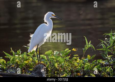 Snowy egret (Egretta thula), Pantanal, Brazil Stock Photo