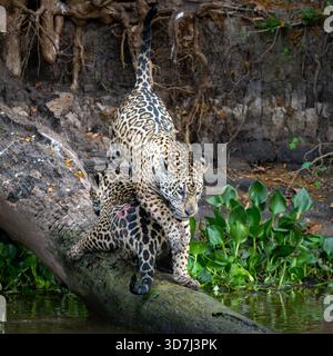 Two Jaguars on a Fallen Tree in the Pantanal, Brazil Stock Photo