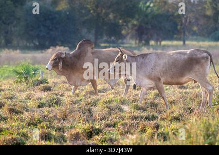 Two Cattle on a Ranch in the Pantanal Brazil Stock Photo