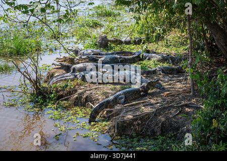 Multiple Caiman by River Creek in the Pantanal, Brazil Stock Photo