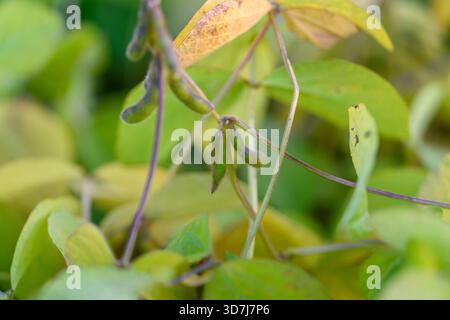 young soybean plants in agronomy trial, dense green foliage with emerging pods and tender stems, industrial nursery context suggesting commercial prod Stock Photo