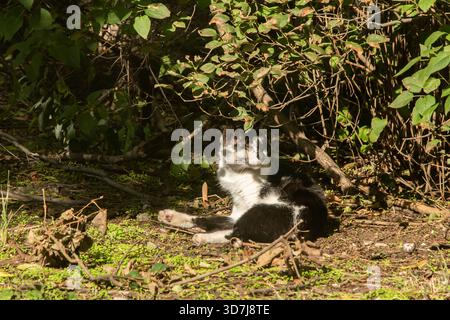 Black and white stray cat resting under bushes in natural outdoor environment illuminated by warm sunlight Stock Photo