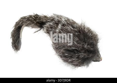 Artificial fur mouse toy for cats isolated on white background Stock Photo