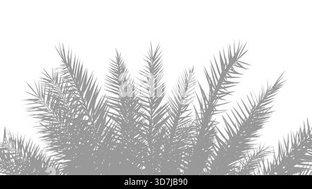 Monochromatic, isolated shadow silhouette of sharp spiky palm or date fronds against clean white background. Ideal for minimal tropical or summer-them Stock Photo