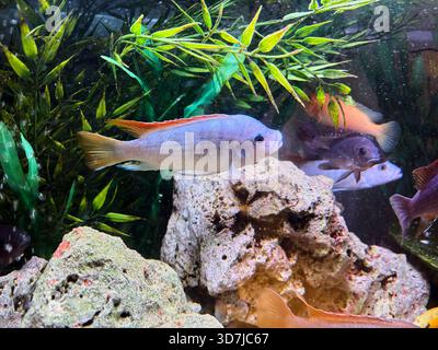 African cichlids are a family of fish that are very popular in aquariums. Stock Photo