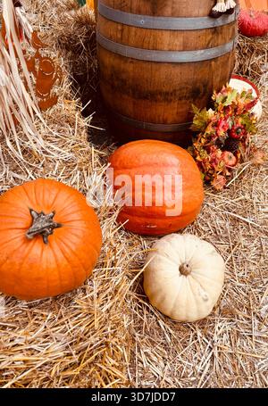 Autumnal decorative arrangement with three varieties of Halloween pumpkins, a wooden barrel and hay. Harvest, fall and halloween minimal concept. Stock Photo