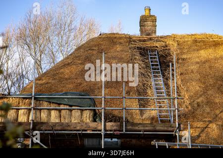 Thatched roof cottage under restoration with scaffolding and ladders during rethatching work on a sunny day Stock Photo