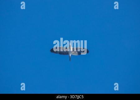 Flying fishing heron from underneath high in air against clear blue sky with copy space Stock Photo