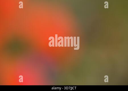 Abstract Blurred Flower Background with Soft Focus, Stock Photo