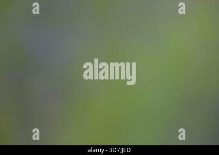 Abstract Blurred Flower Background with Soft Focus, Stock Photo