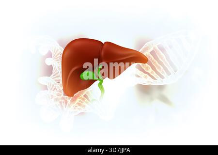 Human liver with dna strand. 3d illustration Stock Photo