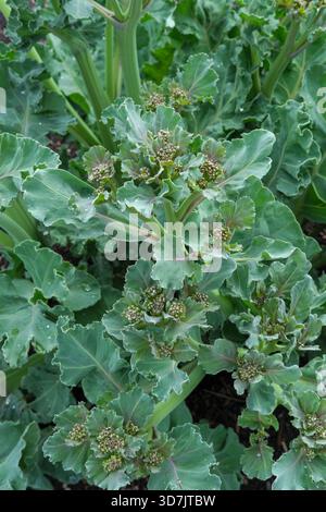 Sea kale angers, Crambe maritima Angers, dark green leaves, flower buds Stock Photo