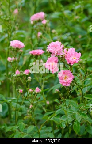 Rosa The Fairy, rose The Fairy, rosette-like, double, pink blooms Stock Photo