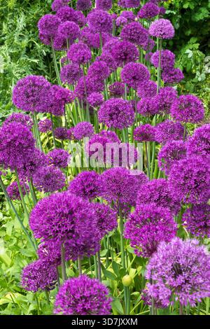 A clump of vibrant purple ornamental allium flowers in full bloom in a sunny garden Allium "Ambassador" Stock Photo