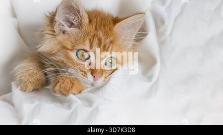 A gentle ginger kitten peeks out from a light duvet cover. Stock Photo