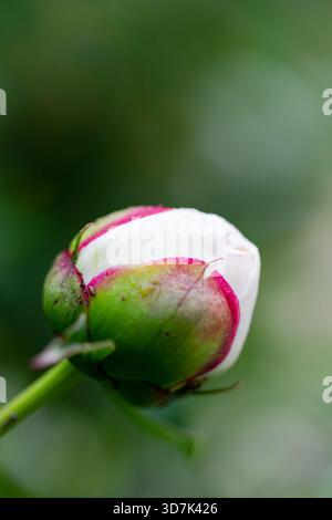 A macro shot captures the delicate details of a peony bud (Paeonia), budding rose, with dewdrops on white petals and hints of pink, set against a lush Stock Photo