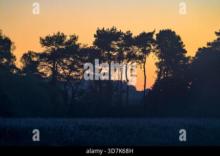 Silhouetted trees against a colourful sunrise at Chew Valley Lake, North Somerset, UK Stock Photo