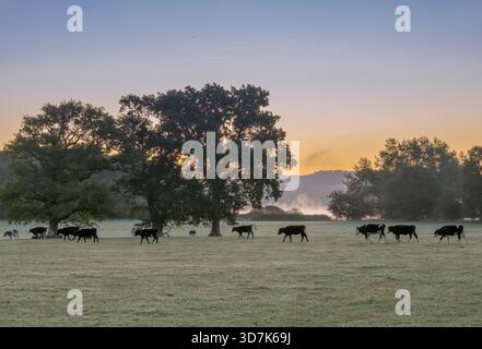 Countryside image of Cows walking across a field at sunrise with mist rising near Chew Valley Lake, North Somerset, England, UK. Stock Photo