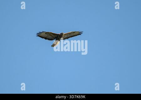 Common buzzard (Buteo buteo) soaring high over the Somerset Levels, England, UK, on a sunny day. Stock Photo