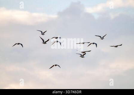 Black-headed gulls flying over Chew Valley Lake in North Somerset, England Stock Photo