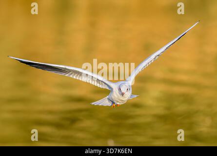 Black-headed gull in full flight over sunlit golden water at Chew Valley Lake in North Somerset, UK, captured in early evening light. Stock Photo