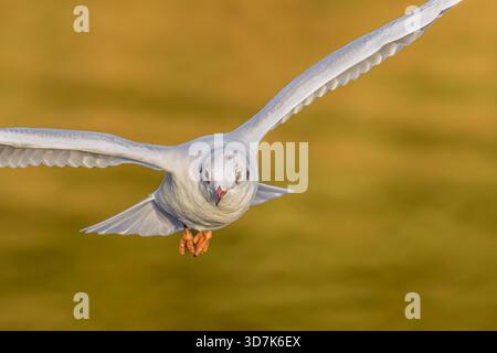 Close-up of a black-headed gull banking in flight over sunlit golden water at Chew Valley Lake, North Somerset, UK. Stock Photo
