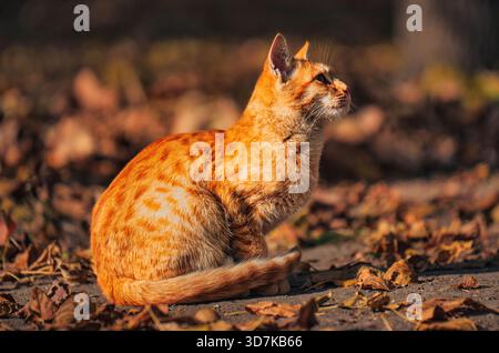 A cat is sitting on the ground in a pile of leaves. The cat is orange and has a calm expression on its face. The scene is peaceful and serene, with th Stock Photo