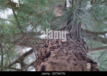 Pine tree trunk showing rugged bark and green needles, creating a natural texture and pattern. View looking up into the canopy Stock Photo