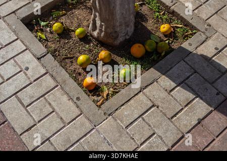 Ripe and unripe oranges fallen onto the dirt ground around a tree in an urban sidewalk planter on a sunny day Stock Photo