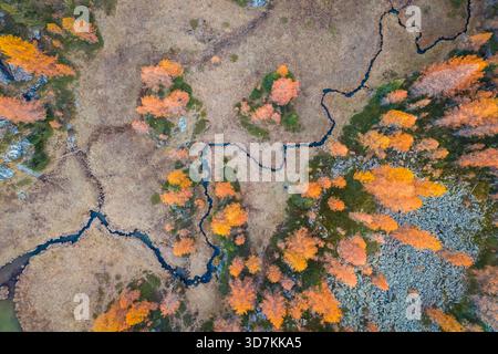 Aerial view of a river near Mufule Lake surrounded by larches in the autumn. Valmalenco, Valtellina, Sondrio, Lombardy, Italy, Europe. Stock Photo