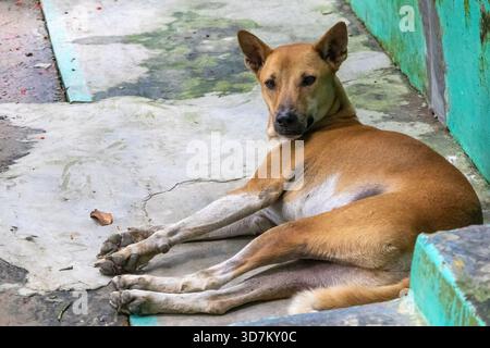 Close-up of a Desi Kutta (South Asian Dog) lying relaxed on a concrete patio in a village house yard in Bangladesh, turning its head to look behind. D Stock Photo