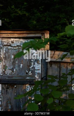 Peeling paint on an old wooden fence in a rural Russian yard, partially covered by green leaves in evening light. Stock Photo