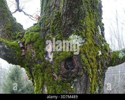 A natural eye-shaped branch scar surrounded by vibrant green moss on a rough sugar maple tree trunk in a Massachusetts forest Stock Photo