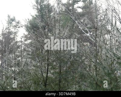 A stand of eastern white pine trees covered in a light glaze of winter ice and frost inside a cold Massachusetts forest after the first snow Stock Photo