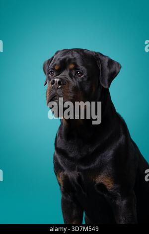 Calm rottweiler dog sitting in studio on turquoise background, posing for a clean minimalist portrait. Strong black-and-tan breed looking to the side. Stock Photo