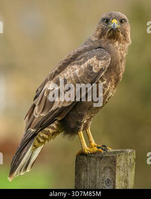 Common Buzzard Uk (Buteo Buteo) Stock Photo